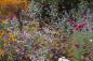 Preview: Aster cordifolius 'Ideal' | Schleier-Aster